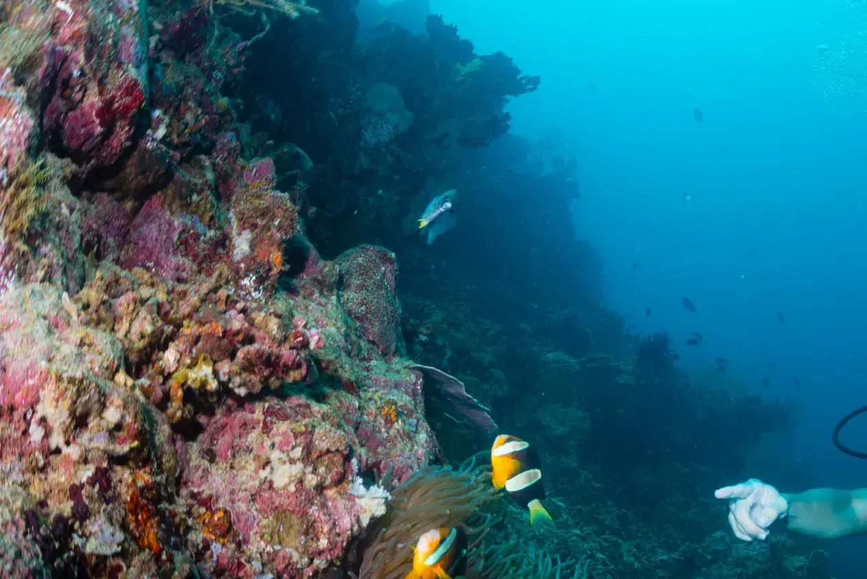 Fun Dive + Aristocat Cruise Child