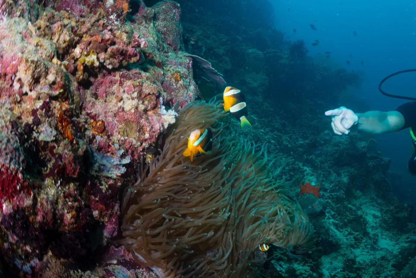 Fun Dive + Lembongan Day Cruise Child