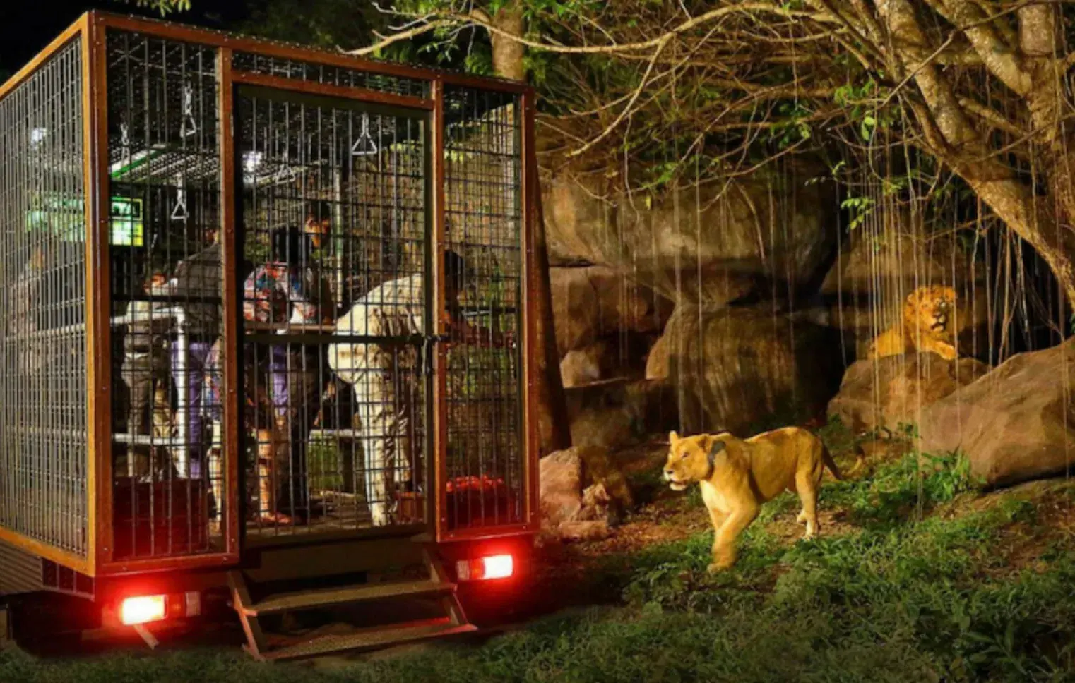 Night Safari [Child]