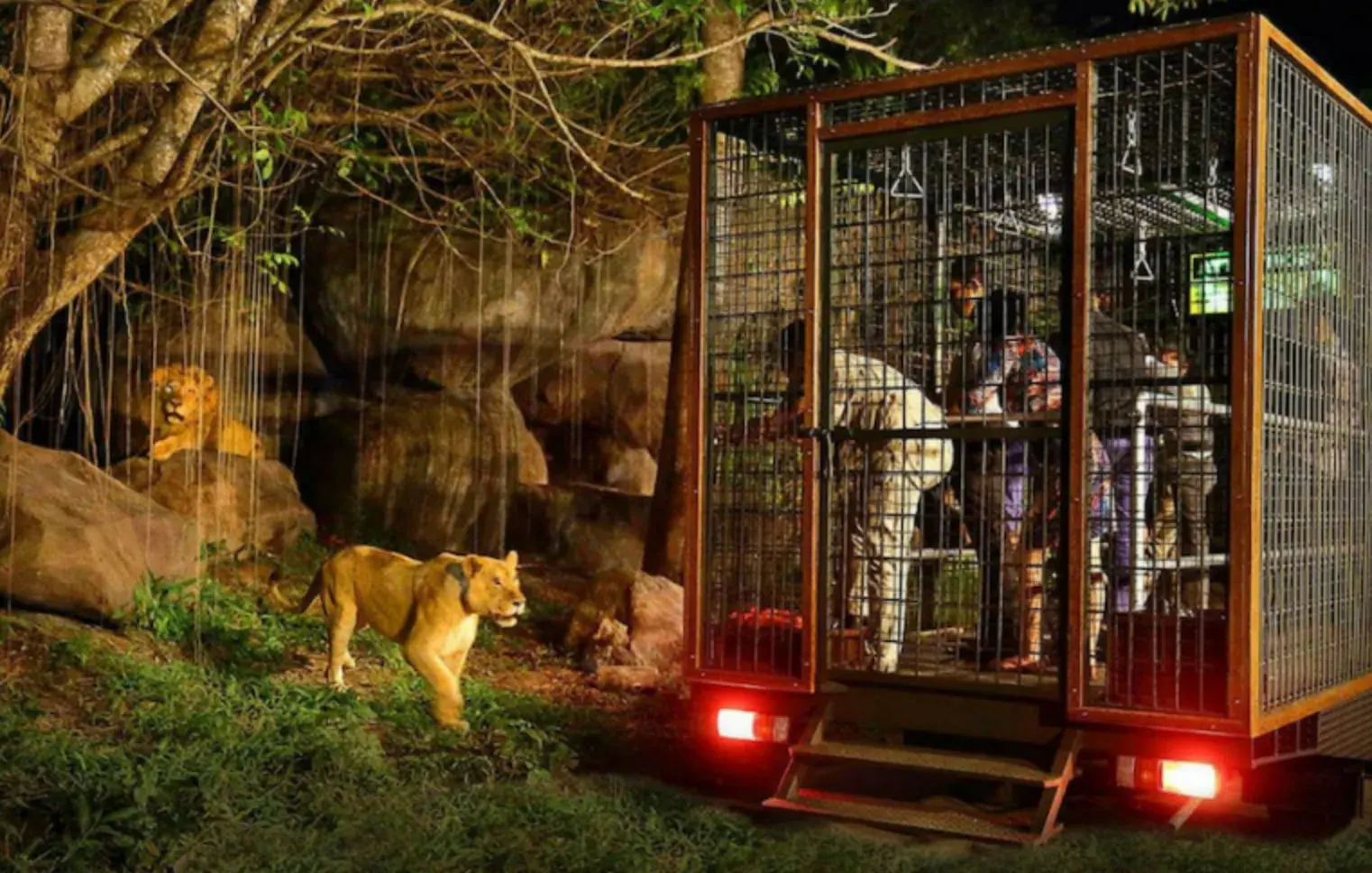 Night Safari [Adult]