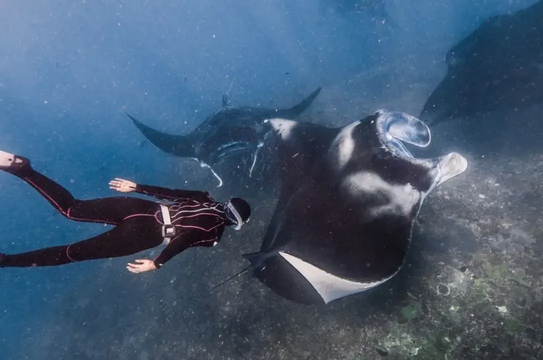 Private Manta Trip [up to 7-pax]