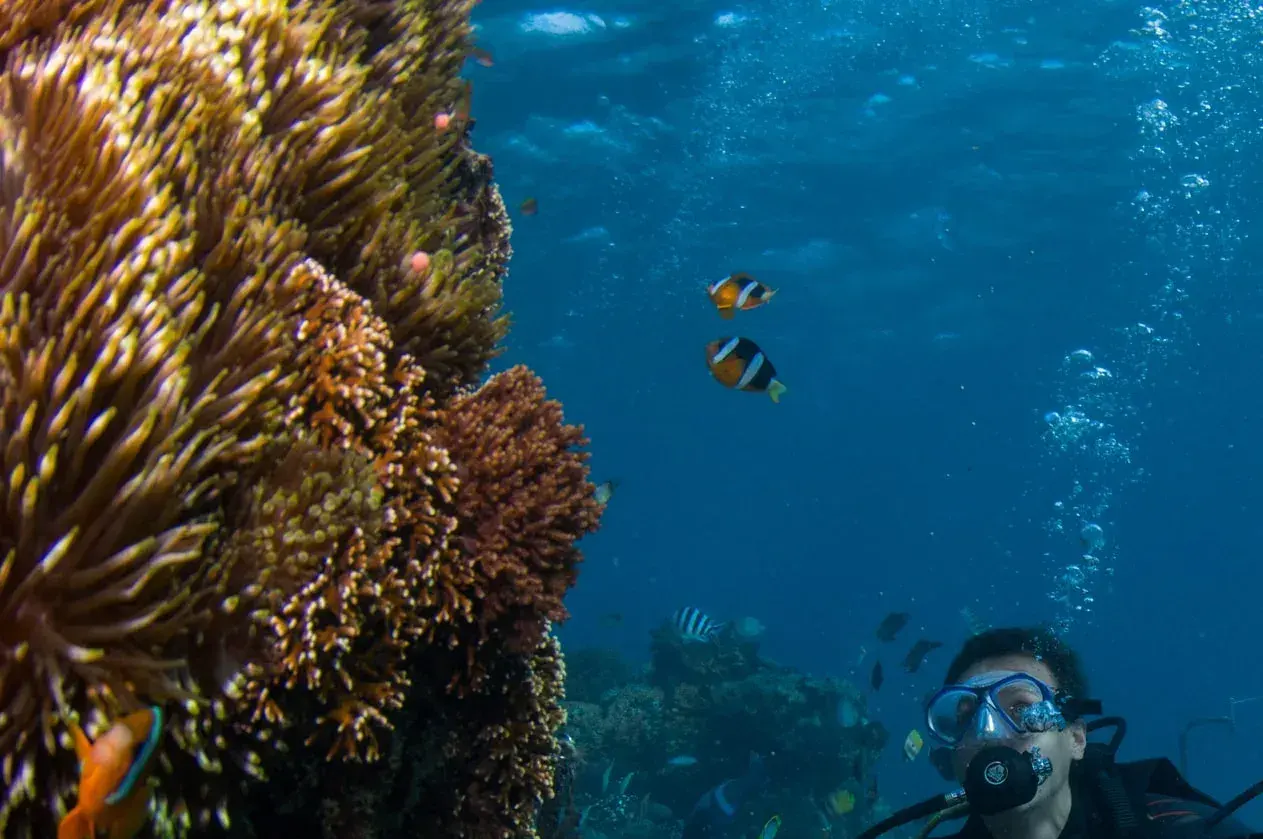 Scuba Diving + Aristocat Cruise Adult