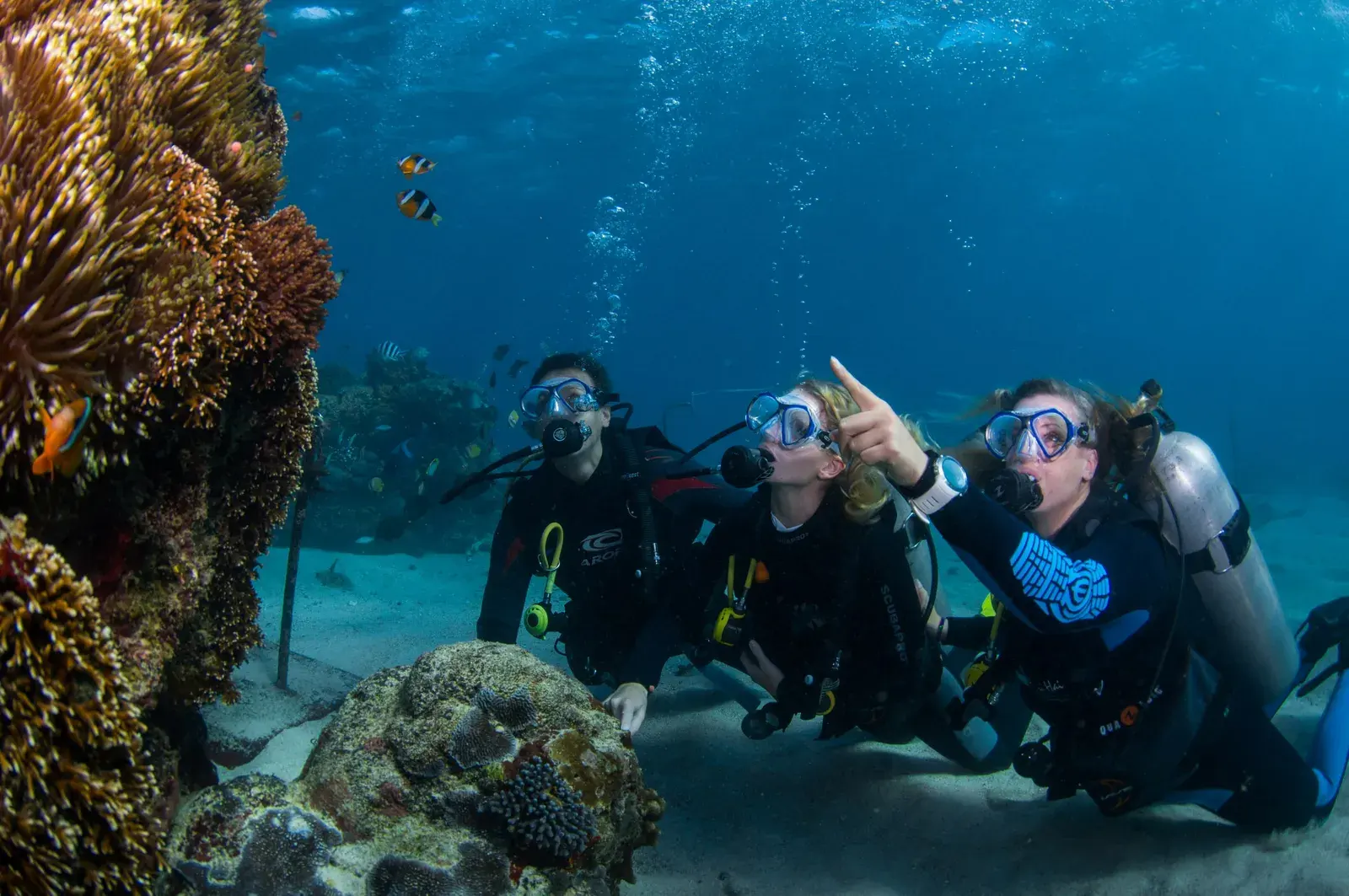 Scuba Dive + Lunch