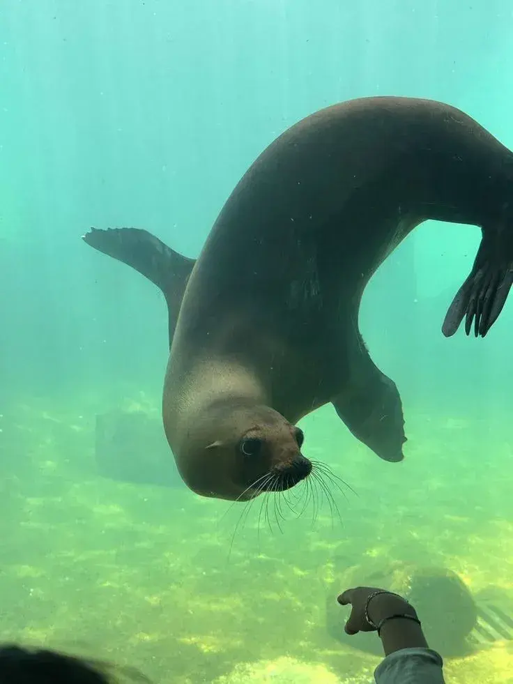 Sea Lion [Child]