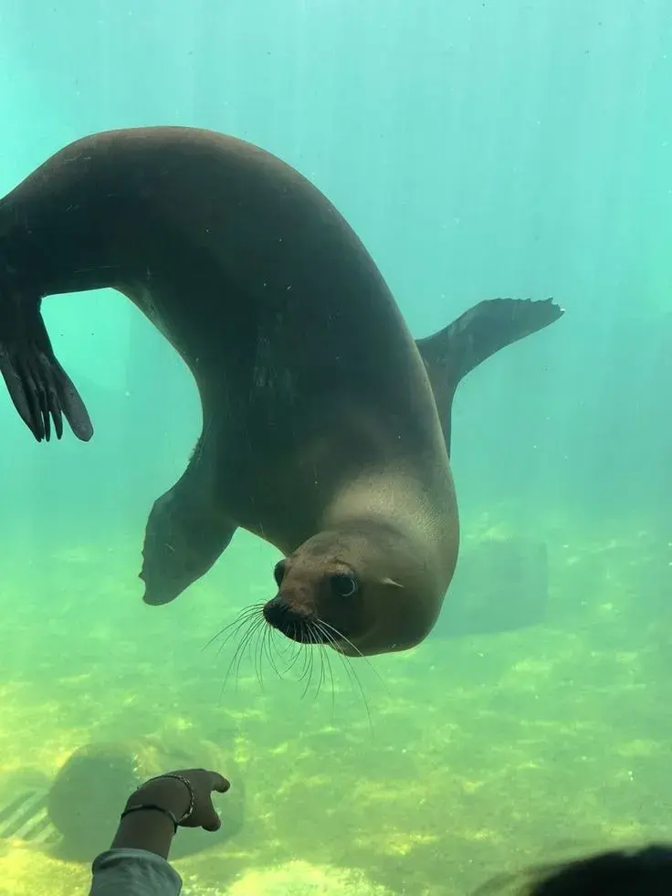 Sea Lion [Adult]