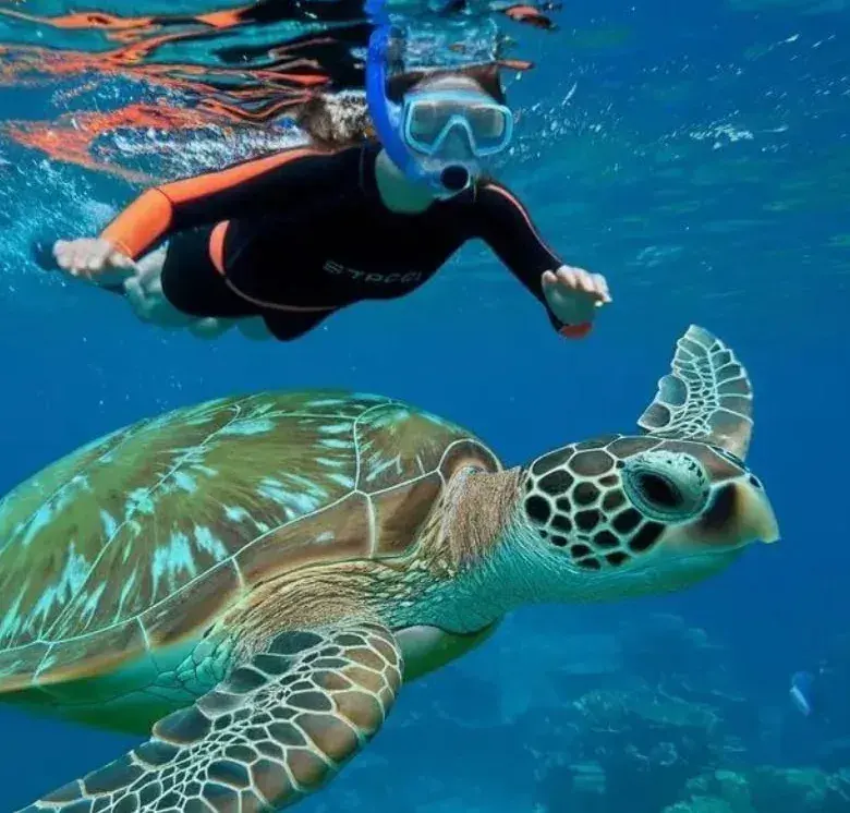 Snorkelling [Adult]