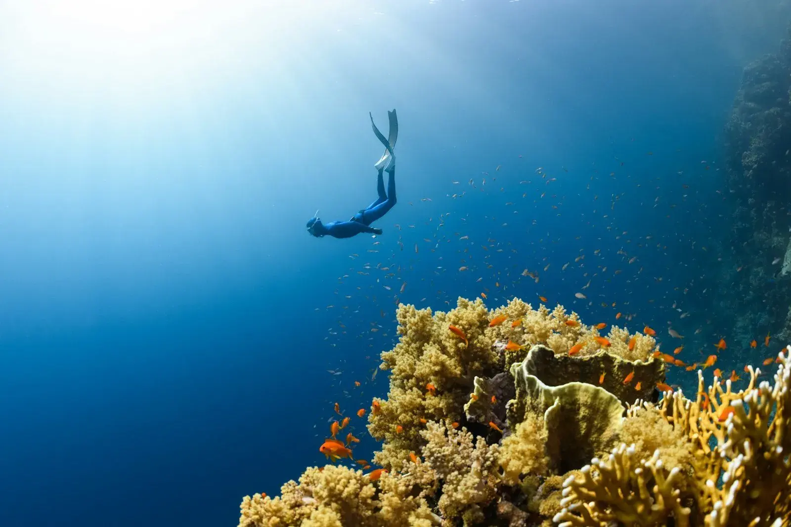 Try Free Diving [Half Day]