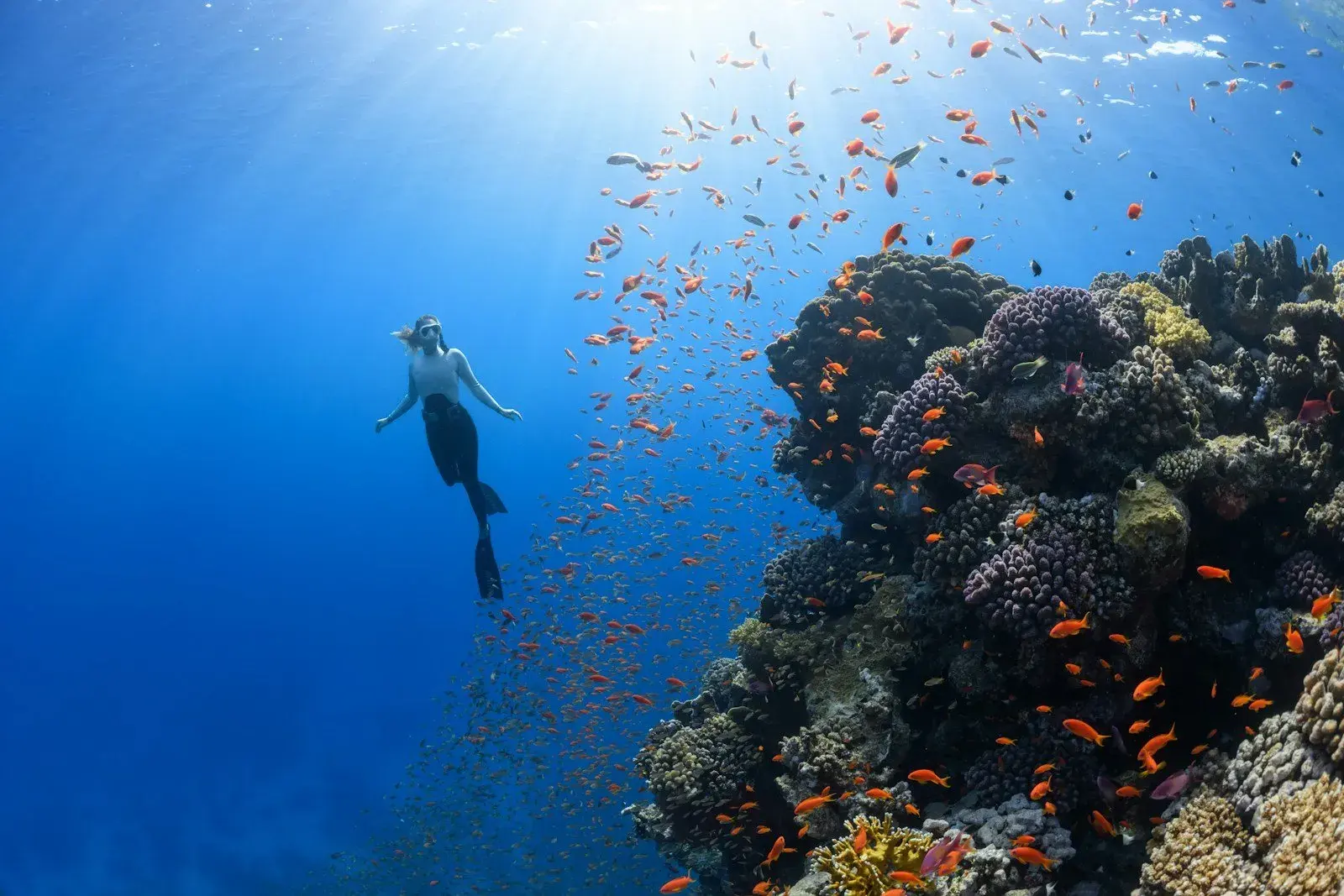 Try Free Diving [Full Day]