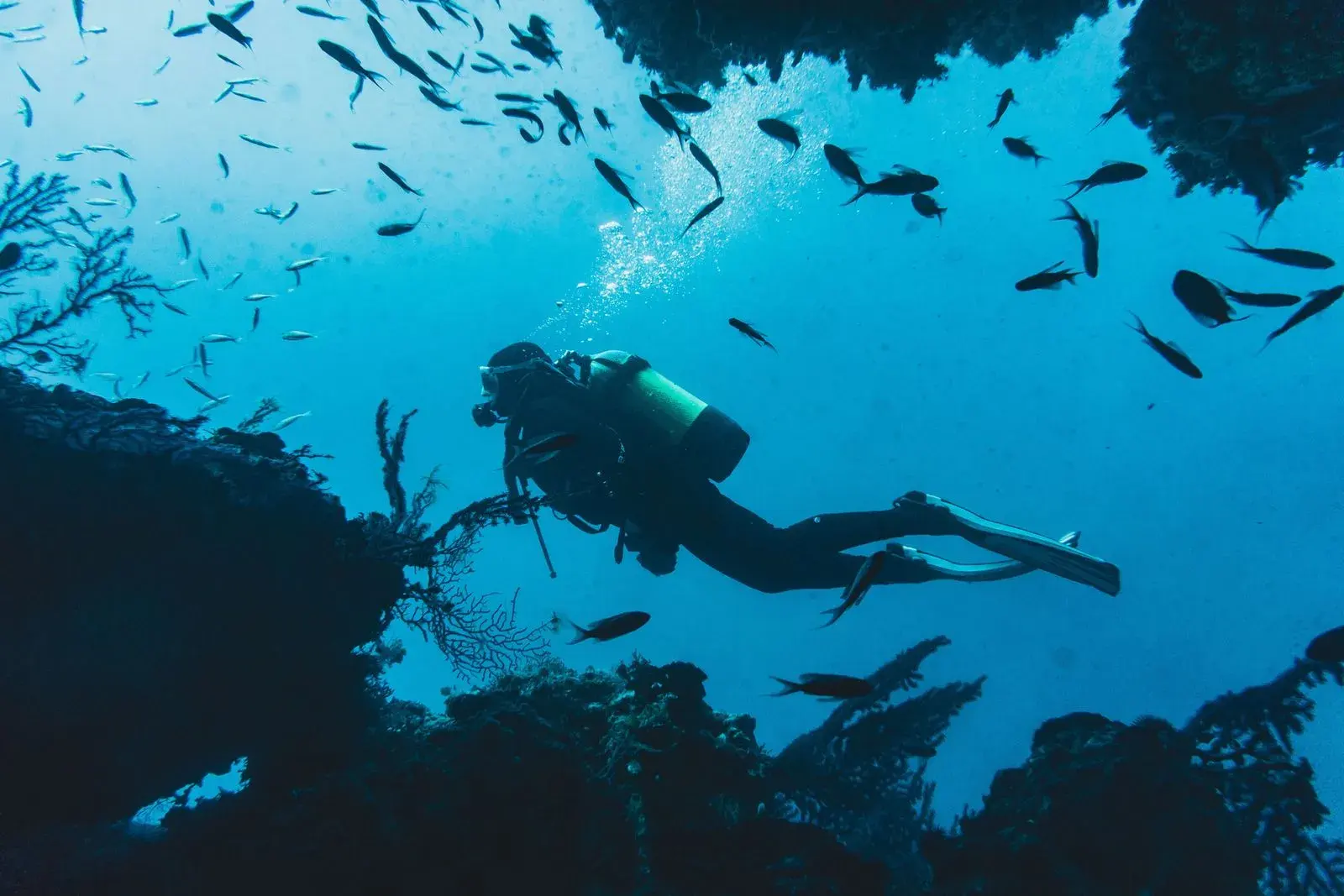 Night Dive