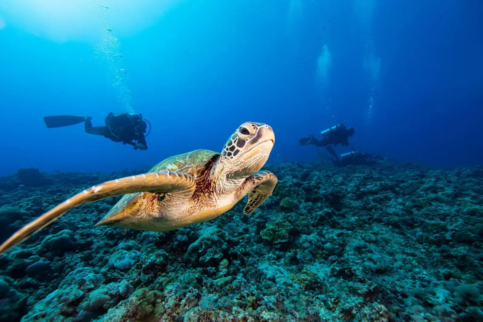 Night Dive
